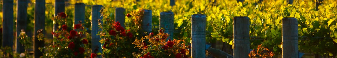 Vins de Nouvelle-Zélande