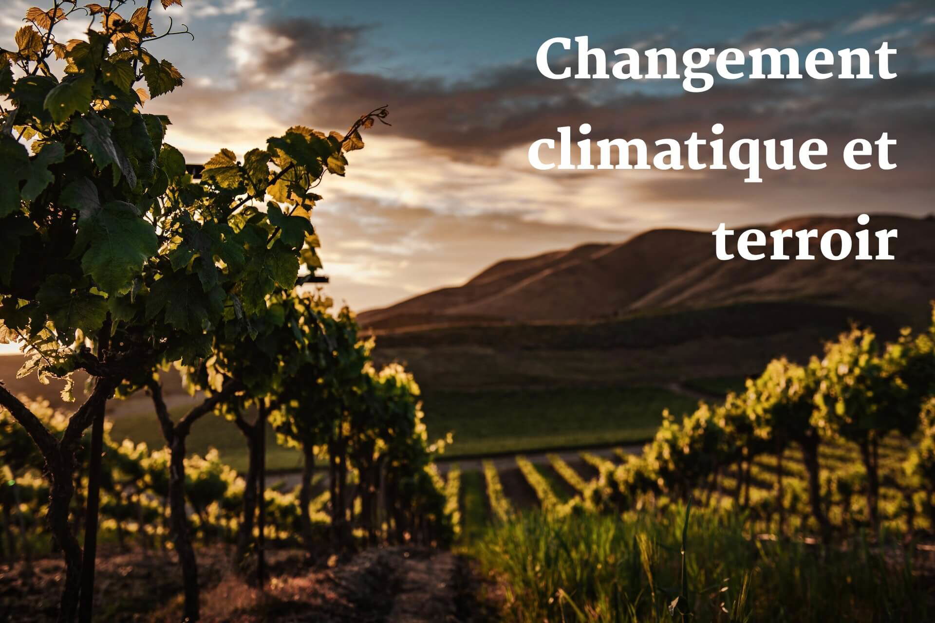 Changement climatique et terroir