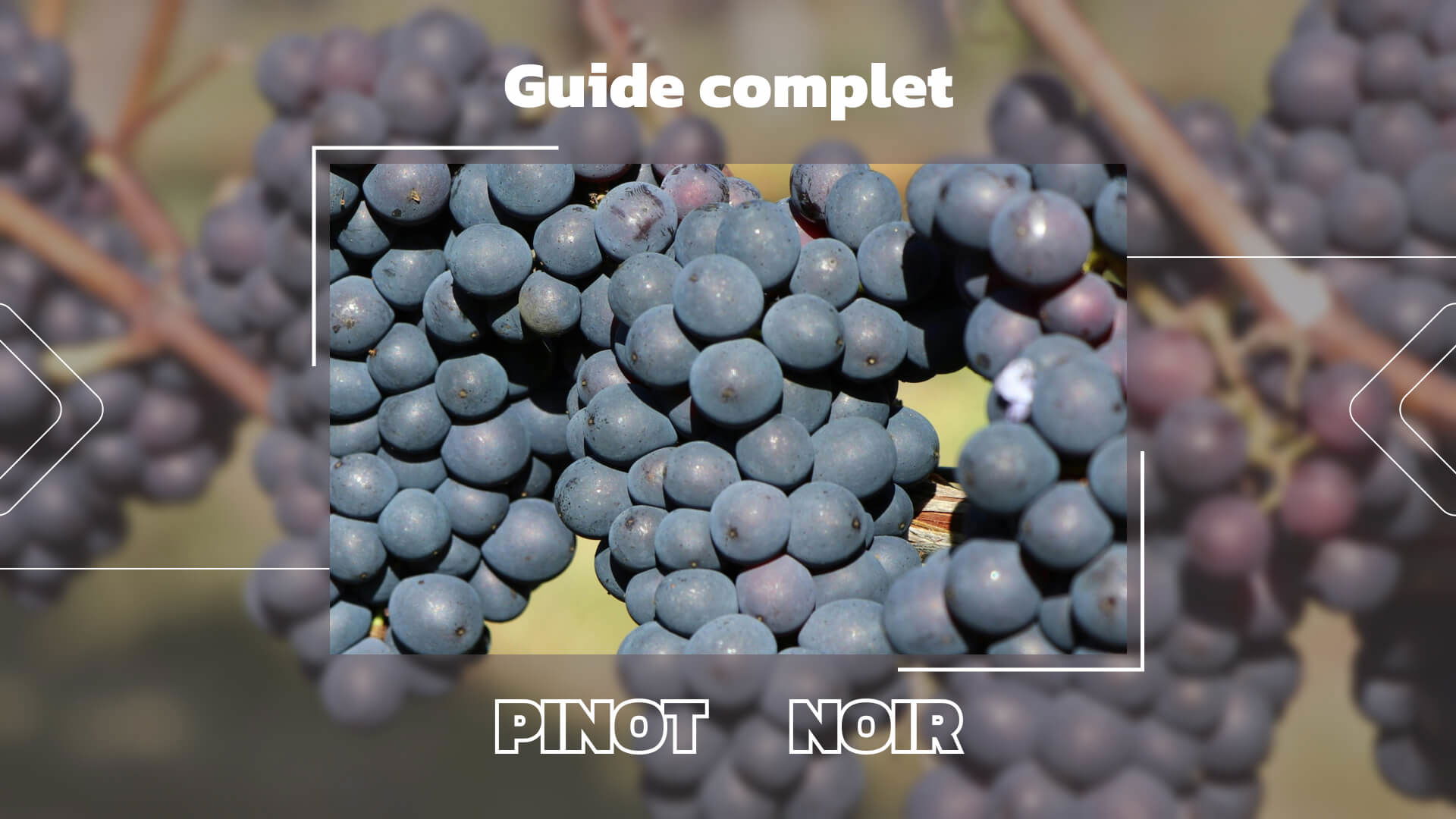 Le Pinot noir : Un guide complet