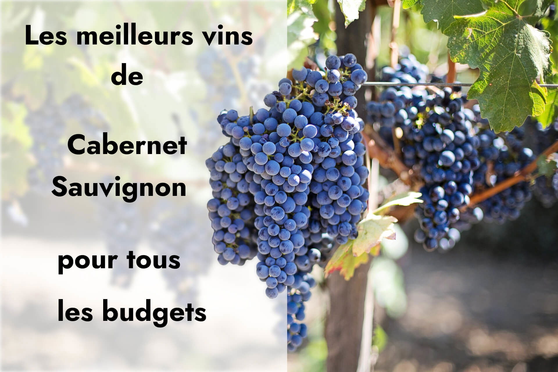 Le guide ultime du cabernet sauvignon pour tous les budgets