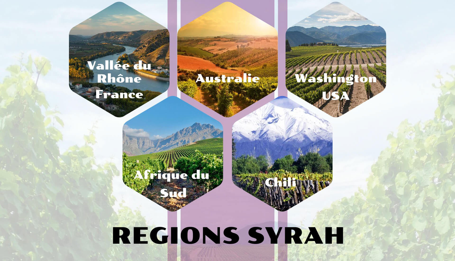 REGIONS SYRAH