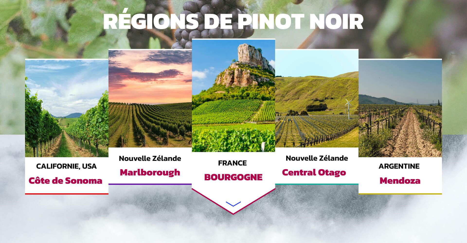 RÉGIONS DE PINOT NOIR