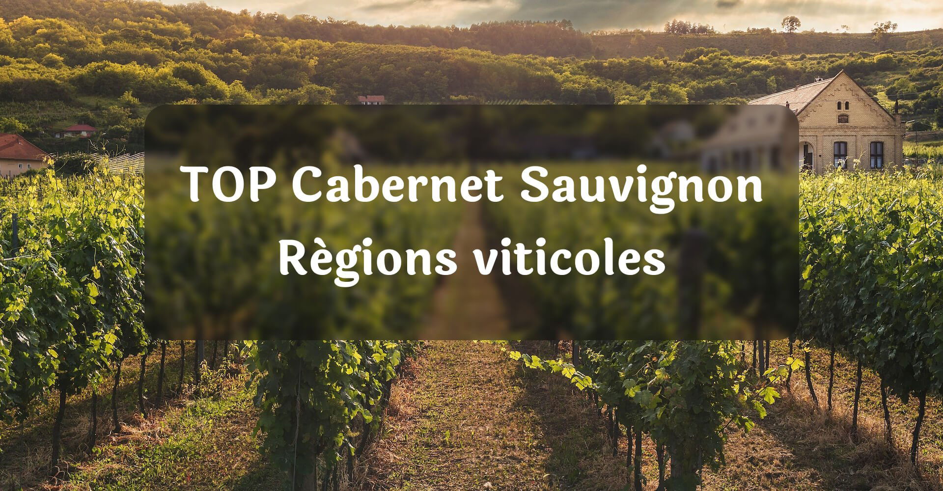 TOP Cabernet Sauvignon Régions viticoles