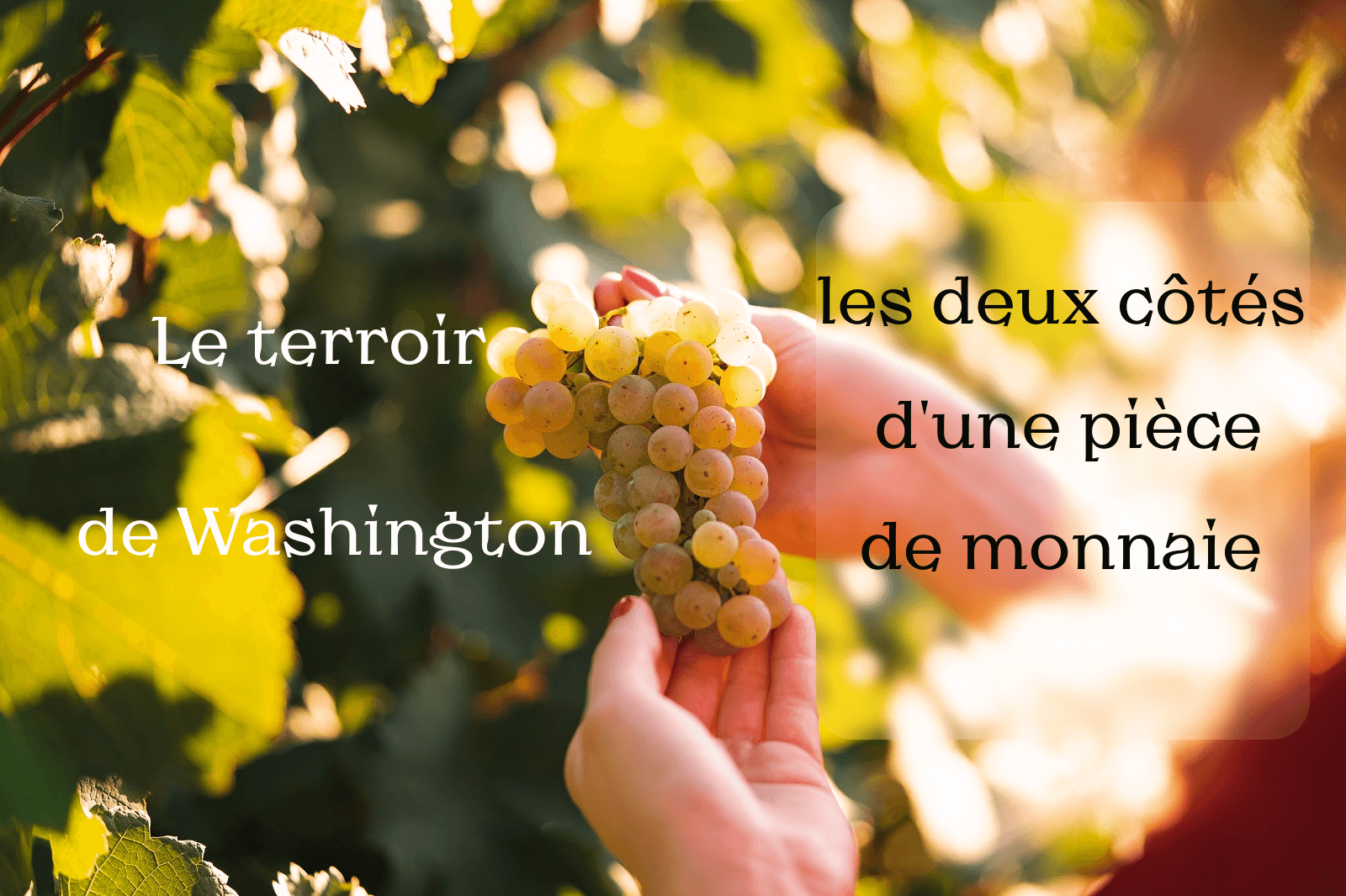 Le terroir de Washington